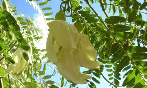 Nhớ bông so đũa quê nhà