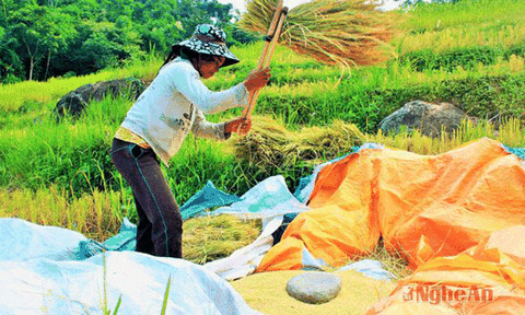 Lễ mừng cơm mới của người vùng cao xứ Nghệ