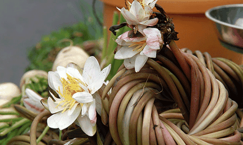 Đi hái "bông súng ma" dài tới 7m lúc nửa đêm ở miền Tây