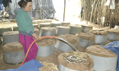 Hiếm hoi nghề làm giá đỗ truyền thống