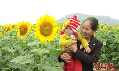 Năm nay du khách không phải mượn thang để chụp ảnh hoa hướng dương