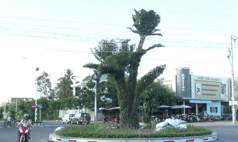 Ấn tượng cây bông hồng khổng lồ