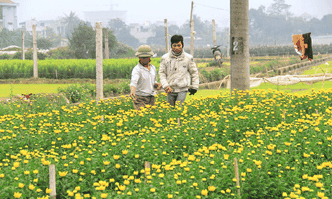 Tiềm năng du lịch trải nghiệm đồng quê 