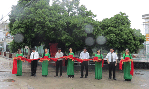 3 cây cổ thụ ở Quảng Ngãi được công nhận Cây di sản Việt Nam