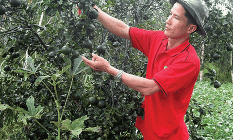  Triệu phú miệt vườn