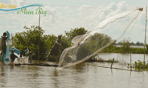 Lũ muộn, dân câu lưới bội thu