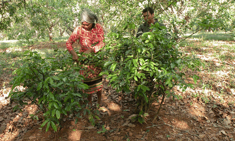 Kỳ thú với "lá bột ngọt" trên rừng! 