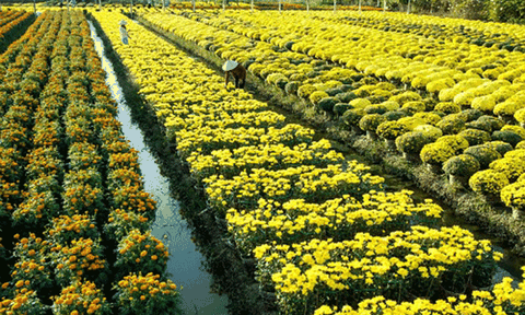  Huyện Chợ Mới (An Giang): Nông dân đổi đời từ trồng hoa 