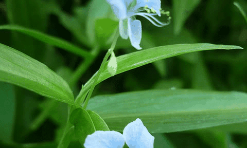 Thuốc hay từ cỏ thài lài trắng