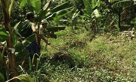 Nguy hiểm rình rập từ dùng xiệc điện diệt chuột