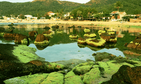 Ngỡ ngàng trước vẻ đẹp mùa rêu biển Nhơn Hải