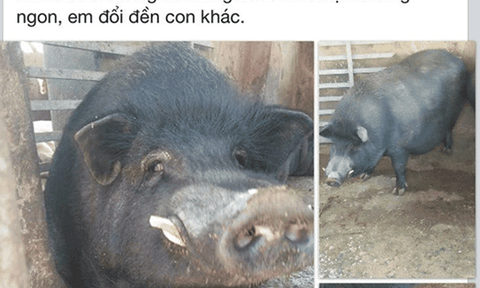 Giới văn phòng đua nhau mua “lợn bản sạch nguyên con”