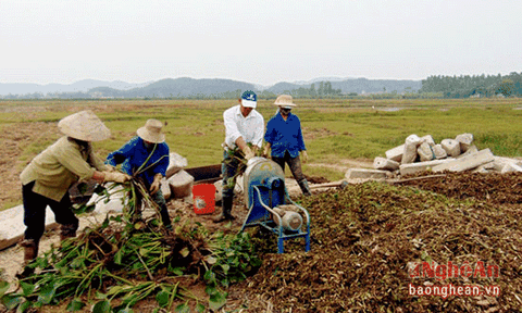 Nông dân xứ Nghệ biến bèo tây thành phân vi sinh