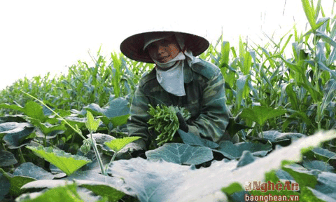 Nhộn nhịp mùa hái bù rợ bãi bồi