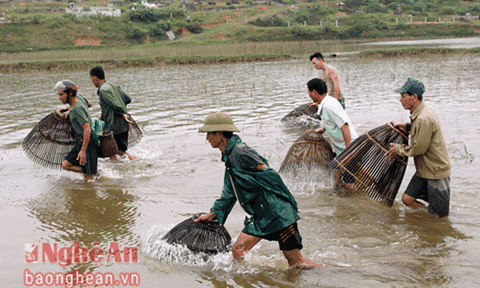 Hối hả mùa nơm cá đồng