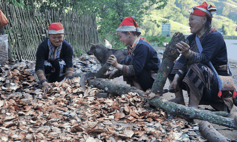 Người Dao đỏ và những phương thuốc bí truyền