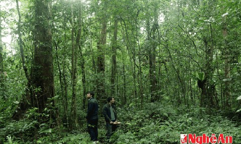 Bí ẩn quần thể cây di sản vừa được vinh danh ở Nghệ An