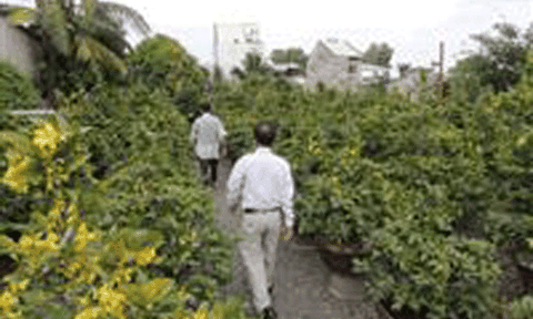 TP.HCM: Nông dân “rầu” vì mai nở sớm