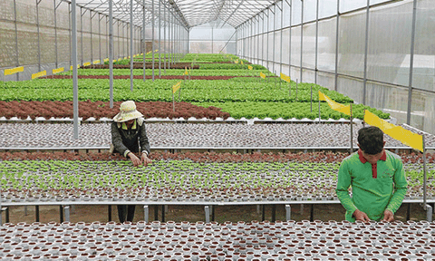 Vườn rau trên không