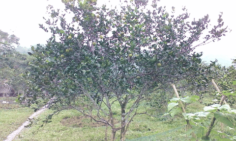 Yên Khê: Trồng cam mô hình mang lại hiệu quả kinh tế cao