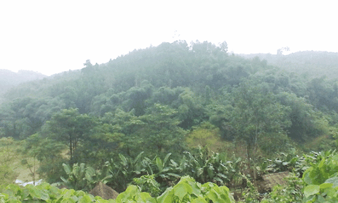 Xã Mậu Đức: Hướng đi mới cho sự phát triển bền vững kinh tế rừng