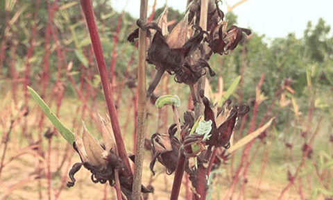  Nông dân Tuy Phong “lao đao” vì bụt giấm