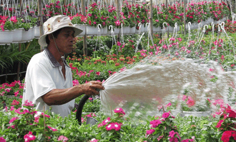 Về Sa Đéc ngắm ngàn sắc hoa