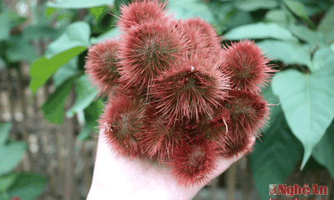 Độc đáo món bánh ngon làm từ quả chôm phù