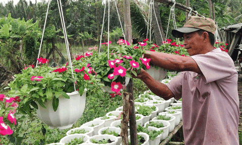 Hoa màu, cây kiểng tết vào mùa