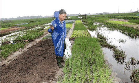 Nguy cơ thiếu nguồn cung rau tết