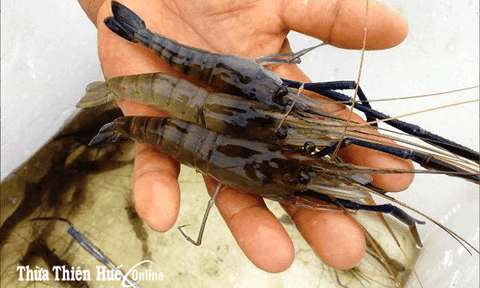 Nhân rộng mô hình thủy sản mới: Cần tiền & nhân lực