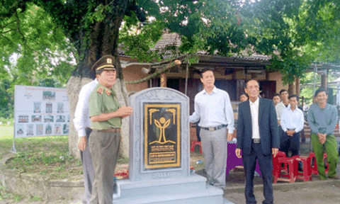 Quảng Nam: 3 cây thị trên 100 năm tuổi được công nhận cây di sản