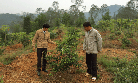 Tân Hương: Phá bỏ vườn tạp, tập trung phát triển cây ăn quả có giá trị kinh tế cao