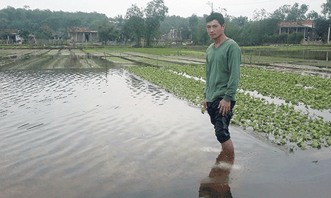 Lệ Thủy: Khắc phục tình trạng rau màu ngập úng