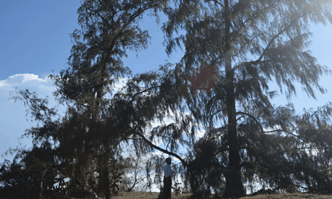 Hai cây dương “thần” ở vùng đất anh hùng xứ Quảng