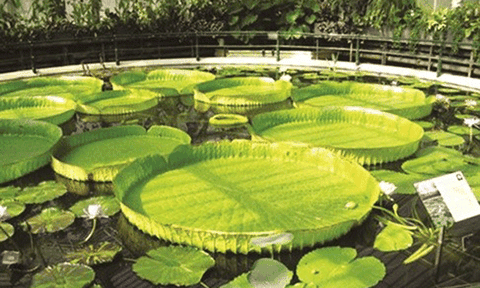 Đồng Tháp: Tìm về chốn thanh tịnh, ngắm loài sen quý Nam Mỹ