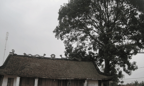 Mảnh đất của những cây thị cổ và giếng cổ