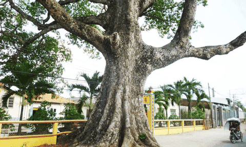 Đón nhận bằng Cây di sản Quốc gia cho cây Trôm Khánh Hậu