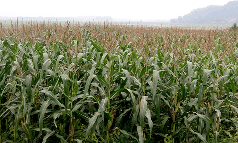 Phát triển kinh tế - xã hội ở xã Thanh Lâm: "Tăng tốc" trên các lĩnh vực quan trọng