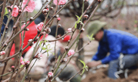Đào hồng Nhật Tân nở sớm