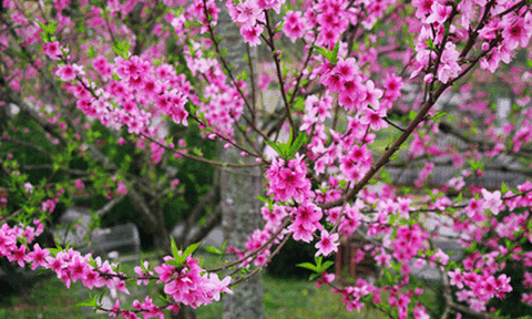 Hai loại hoa ngày Tết