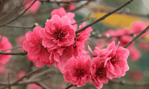 Đón Tết cổ truyền khác nhau giữa 3 miền Bắc – Trung – Nam