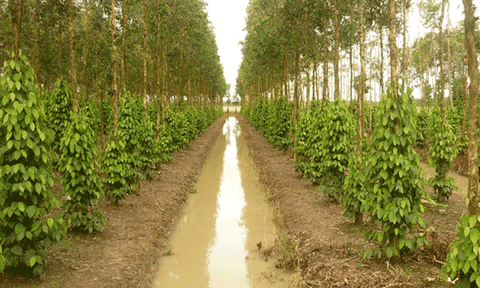 Độc đáo hồ tiêu trồng trên đất phèn