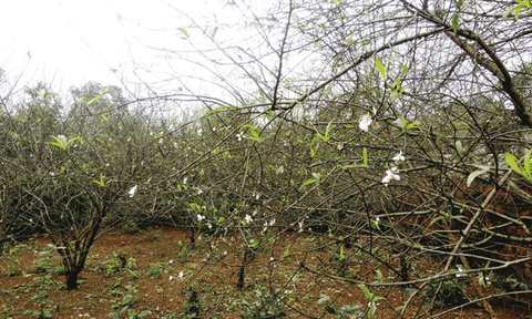 Xuân về trên làng trồng đào Cẩm Hưng