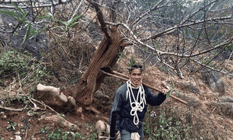 Cánh buôn đào Tết “sốt xình xịch” với cây đào “lạ” ở Sơn La