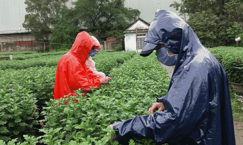 Đà Nẵng: Thời tiết bất thường người trồng hoa phục vụ tết điêu đứng