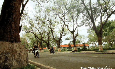 Thăm cây dã hương ngàn năm ở Tiên Lục: Thấy đất Huế thiệt độc đáo