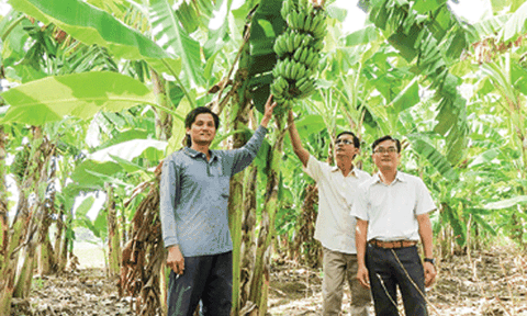 Trồng chuối xiêm thay lúa - lựa chọn mới