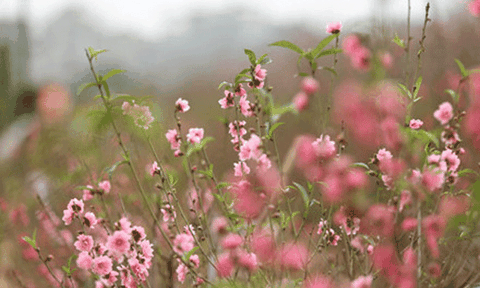 Đào Nhật Tân nở sớm