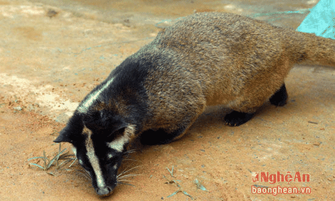 Vì sao người Khơ mú thờ con chồn?